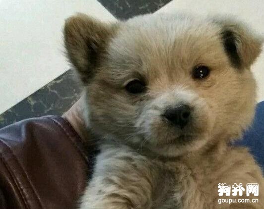 撿來的狗狗患了細小，醫生建議我放棄，我做不到