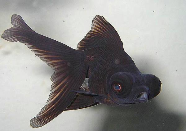 小黑魚吃什么食物