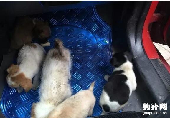 剛滿月幼犬被人丟棄山野，網友做法讓人稱贊