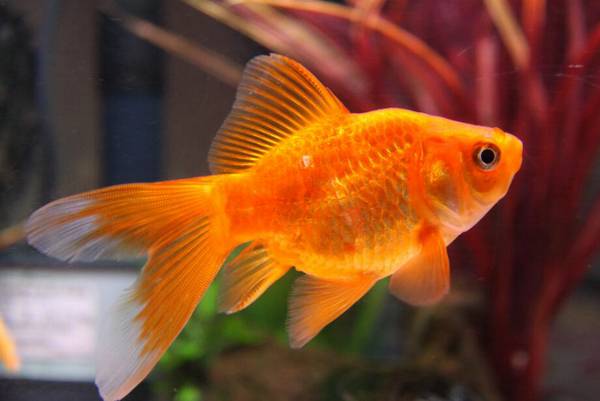 金魚是動物嗎