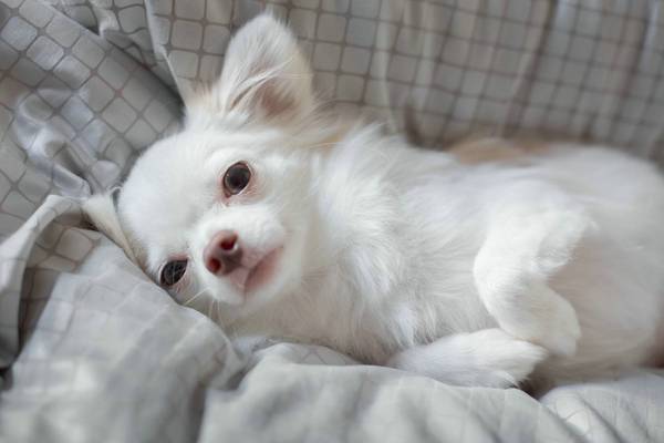 狗狗上吐下瀉怎么辦