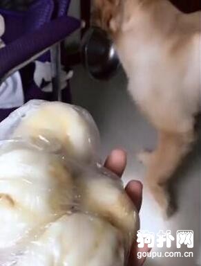 貪吃的狗狗看見包子卻掉頭就跑，這是為何？