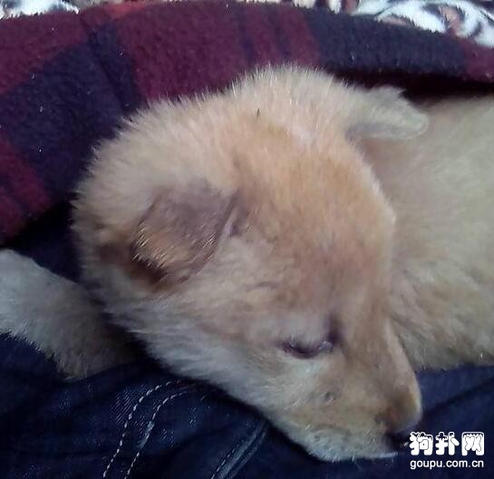 流浪小奶狗被孩童扔石子，砸出一身傷，我實在是看不下去了