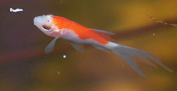 金魚怎么生小魚