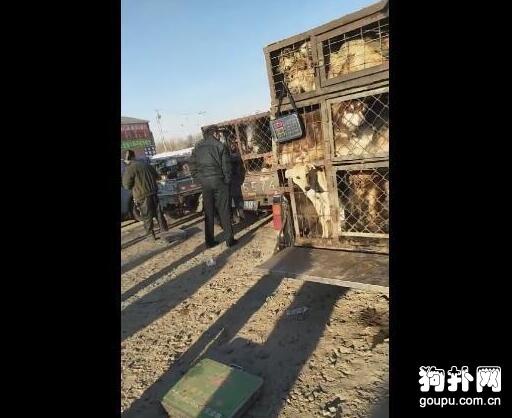 一卡車狗狗不分品種論斤賣，想救，心有余而力不足！