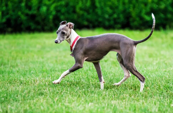格力犬什么體型最快