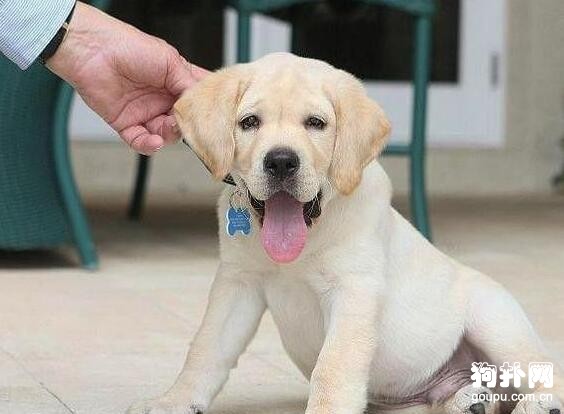 只因思念難消，國外一對夫婦斥巨資復活愛犬，太神奇了！！