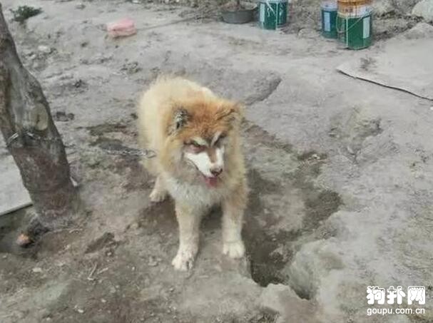 狗狗知道自己要被賣掉，不舍表情惹人落淚