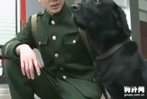警犬想給自己的兄弟送行，卻被要求原地坐下，不舍之情感動眾人