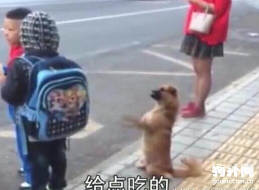 流浪狗向小學生乞食，不停作揖，好心酸！