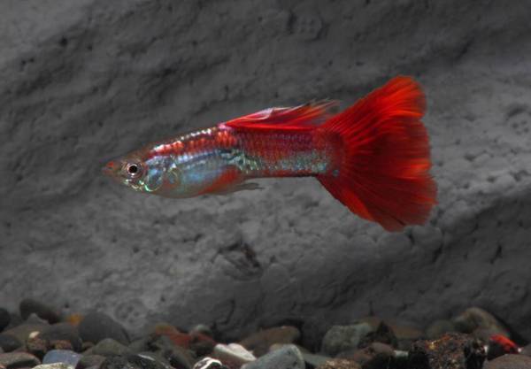 孔雀魚肚子大好久了也不生