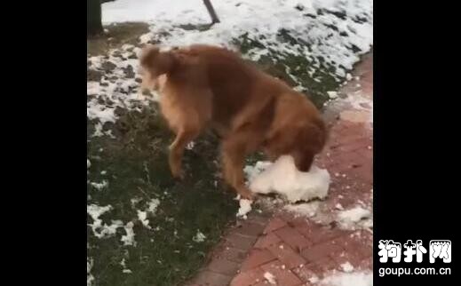 狗子把雪塊往家叼，主人不解，狗子：我是南方來的！！