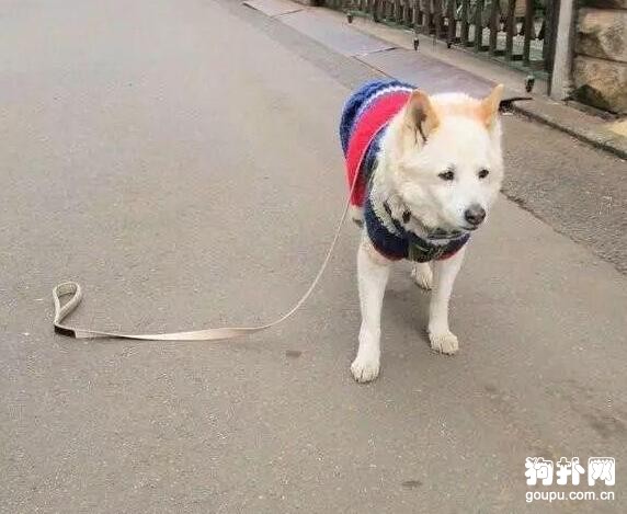 鏟屎官松掉狗繩才幾分鐘，狗子就演了一出苦情戲