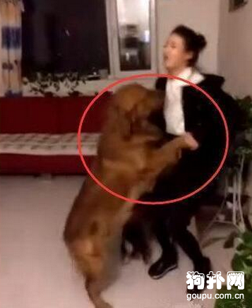 狗狗靠氣味聞出三年未見的女主人，超感人