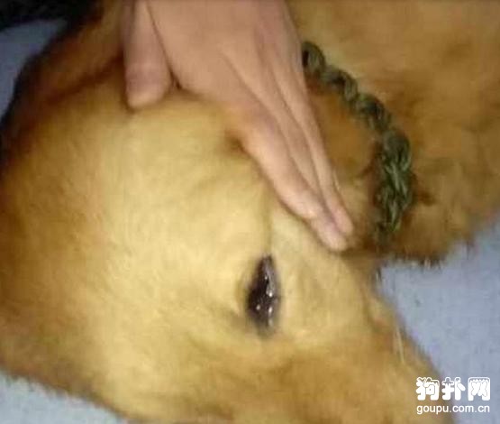 懷孕的狗狗莫名失蹤，回家后卻讓主人痛哭不已