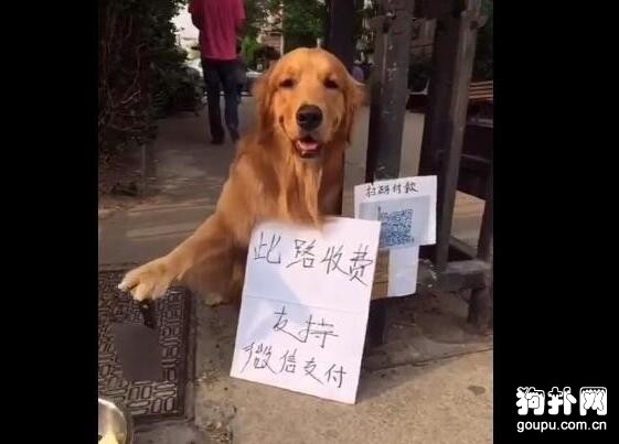 狗狗手提菜刀攔路收費，主人的買房有希望了！