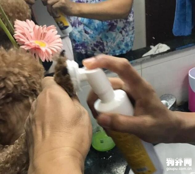 狗狗的洗腳神器，有了它再也不怕爪子臟了