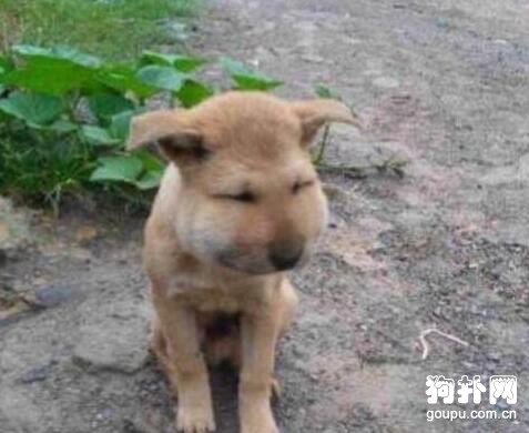 男童帶土狗去捅馬蜂窩，一起被蟄成豬頭，笑死了