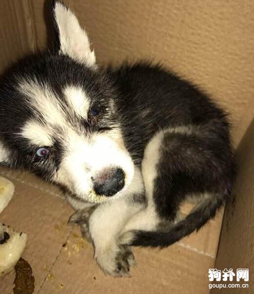 撿了只流浪狗，檢查后發現它得了犬瘟~~