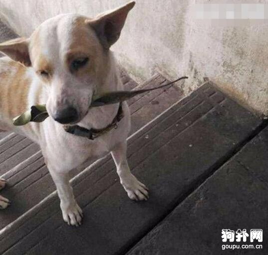 善心女子收養一群流浪狗，狗狗每天送禮物報恩