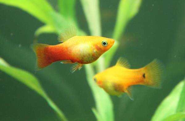 魚喜歡吃什么食物