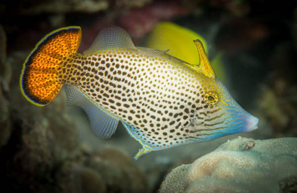 耗兒魚是什么魚