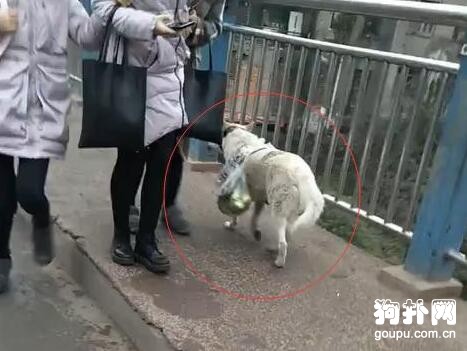 狗狗幫主人背菜，走快了還知道停下等等，好體貼哦