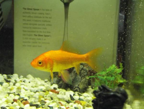 金魚為什么養單不養雙