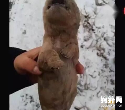雪地里撿到只小奶狗，已被活活凍成冰雕，看一次哭一次！