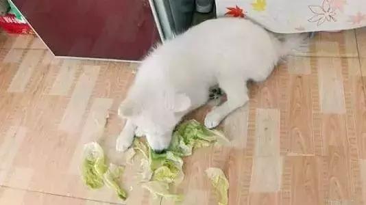 佛系養狗何嘗不是一場人生的修行，你能忍到哪種程度？