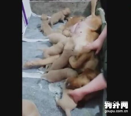 母狗拒絕喂奶，寵主強制執行，狗狗：你們根本就不懂喂奶的痛！