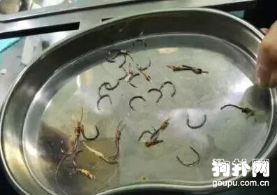流浪狗被偷狗團伙誘捕，全身扎滿了魚鉤，太殘忍了！