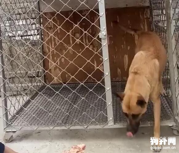 騙狗狗進籠，狗子下一秒的舉動說明它剛才只是假意配合