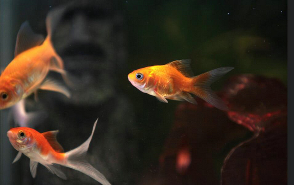 金魚如何排泄