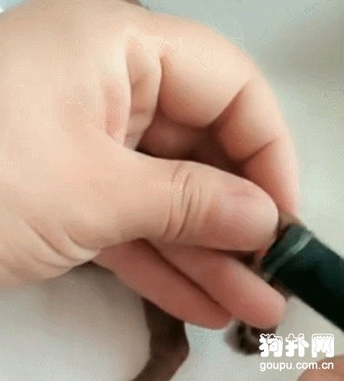 出生不到兩周的小狗，主人一動尾巴就斷了，好驚悚