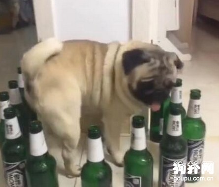 狗狗被一圈啤酒瓶給堵了，誰想的損招？！