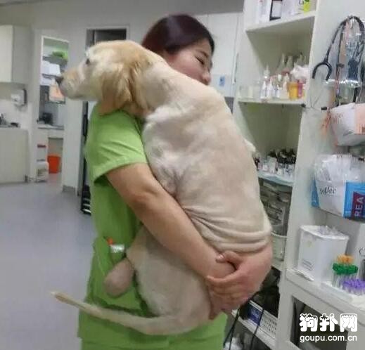 狗狗差點被安樂死，截肢保命后，活成了人們的偶像