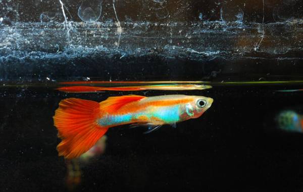 孔雀魚繁殖過程