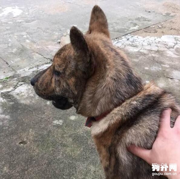 狗狗被主人揍，氣到絕食抗議，有種！！