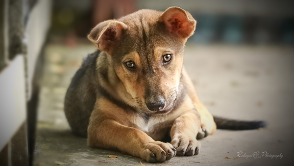 狗死后真的還會在家