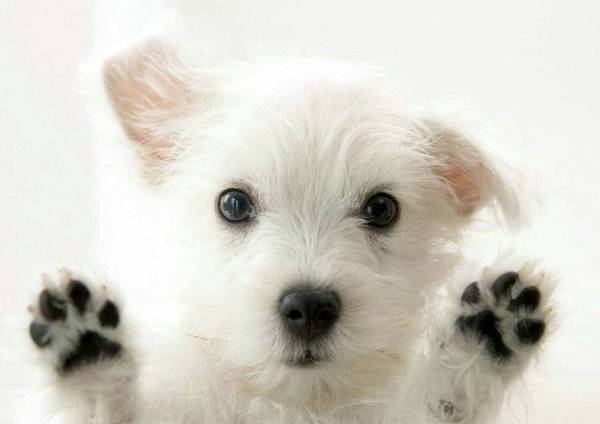 怎么判斷狗狗有沒有狂犬病