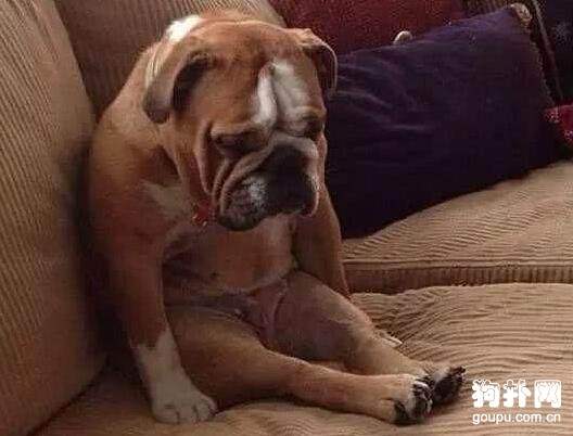 狗狗犯錯秒認慫，這么自覺？原來是故意的
