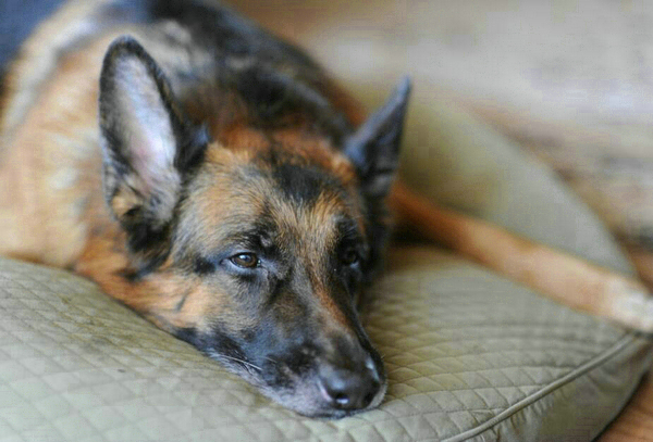 狗狗打了狂犬疫苗的不良反應