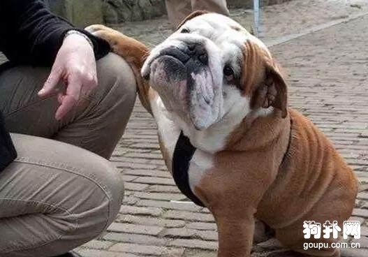 狗狗犯錯秒認慫，這么自覺？原來是故意的