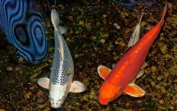 錦鯉魚怎么養才有靈性