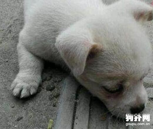 小奶狗剛滿月就沒了媽媽，網友不忍見它傻等，強行將其抱走