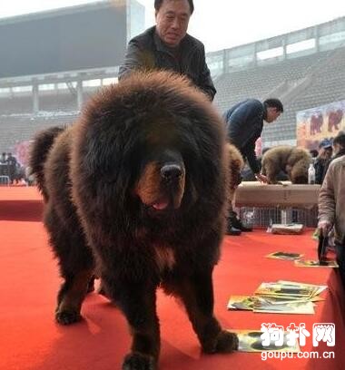 被炒到千萬身價的藏獒“驚天獸”，如今怎么樣了？