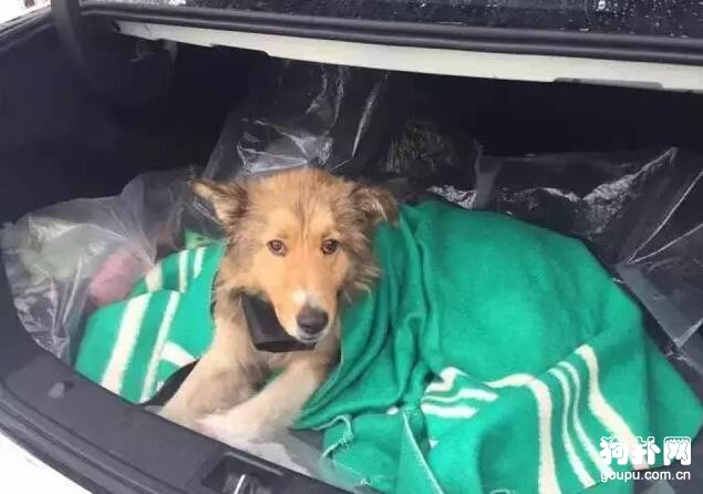 男友力max!母犬腿卡鐵軌公犬任憑火車頭頂飛馳不離棄!