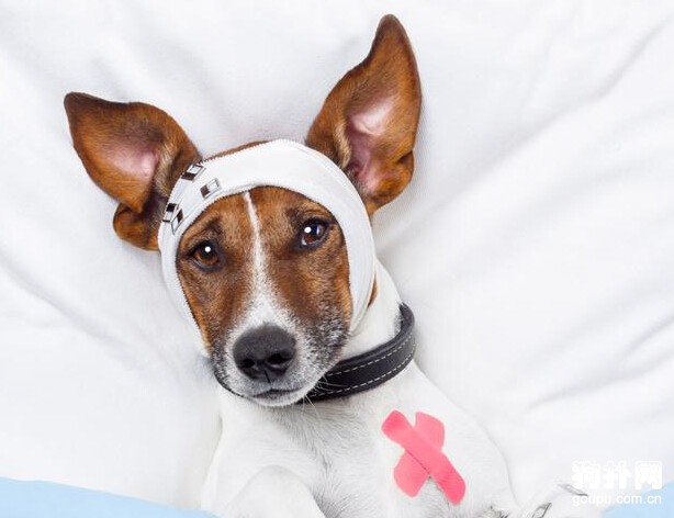 你敢讓愛犬嘗試整容嗎？狗狗整容項目盤點
