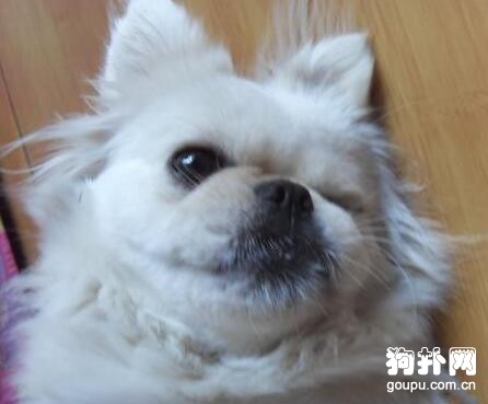 狗狗智商感人，主人笑得直不起腰